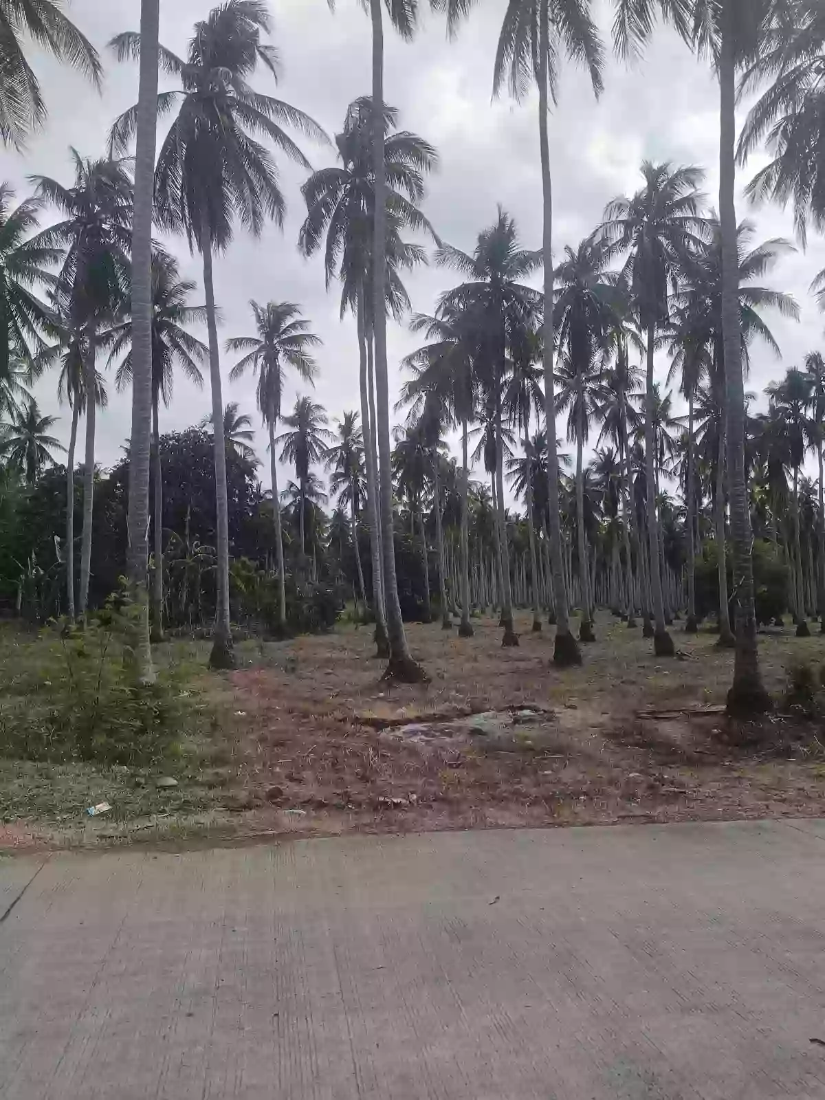 For Sale: Agricultural Lot in Bobon, Mati — 54,432 sqm — Agricultural Lot in Bobon, Mati, Davao Oriental — Photo 2