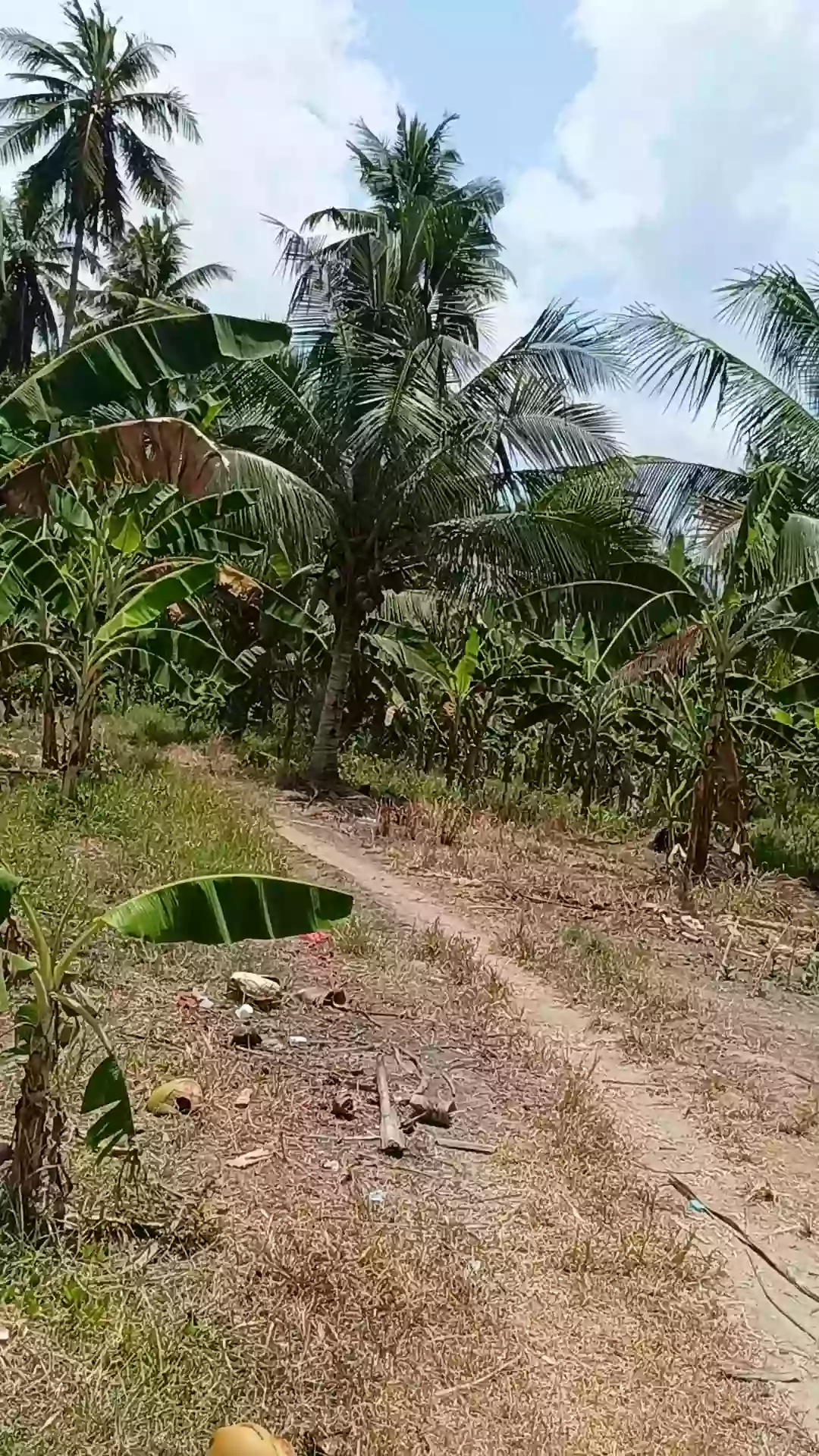 For Sale: Agricultural Lot in Tuatua, Matiao, Mati City — 60,316 sqm — Agricultural Lot in Matiao, Mati, Davao Oriental — Photo 5