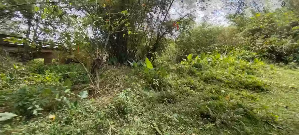 For Sale: Beach Lot Near Salvacion, Roxas — 500 Meters to Beach — Beach Lot in Roxas, Palawan, 5308 — Photo 5