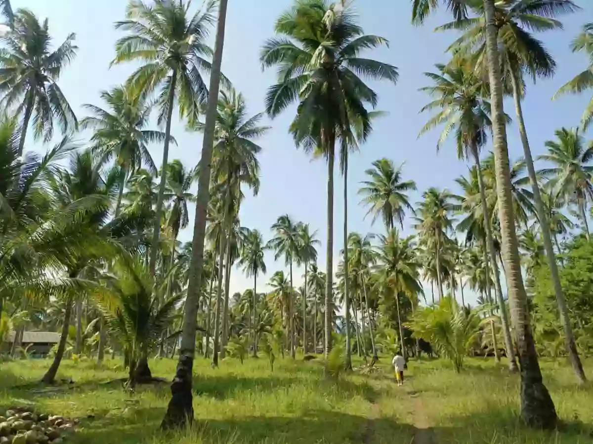 Open photo 13 of 18 — For Sale: Beach Lot in Aramaywan, Quezon, Palawan — 29955 sqm