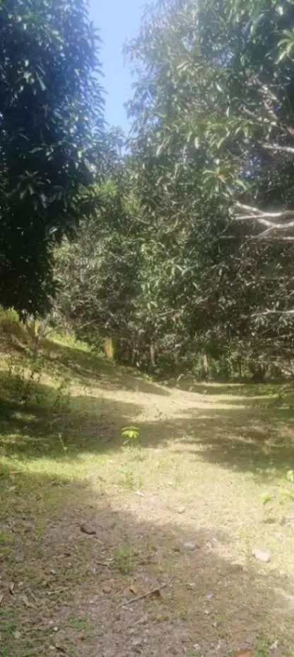 LOT FOR SALE IN TANDAYAG, AMLAN, NEGROS ORIENTAL