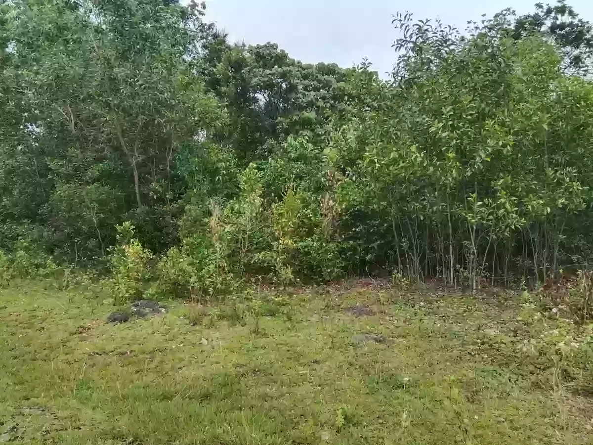 For Sale: Residential Lot in Tawala, Panglao — 200 sqm — Residential Lot in Panglao, Bohol, 6340 — Photo 6
