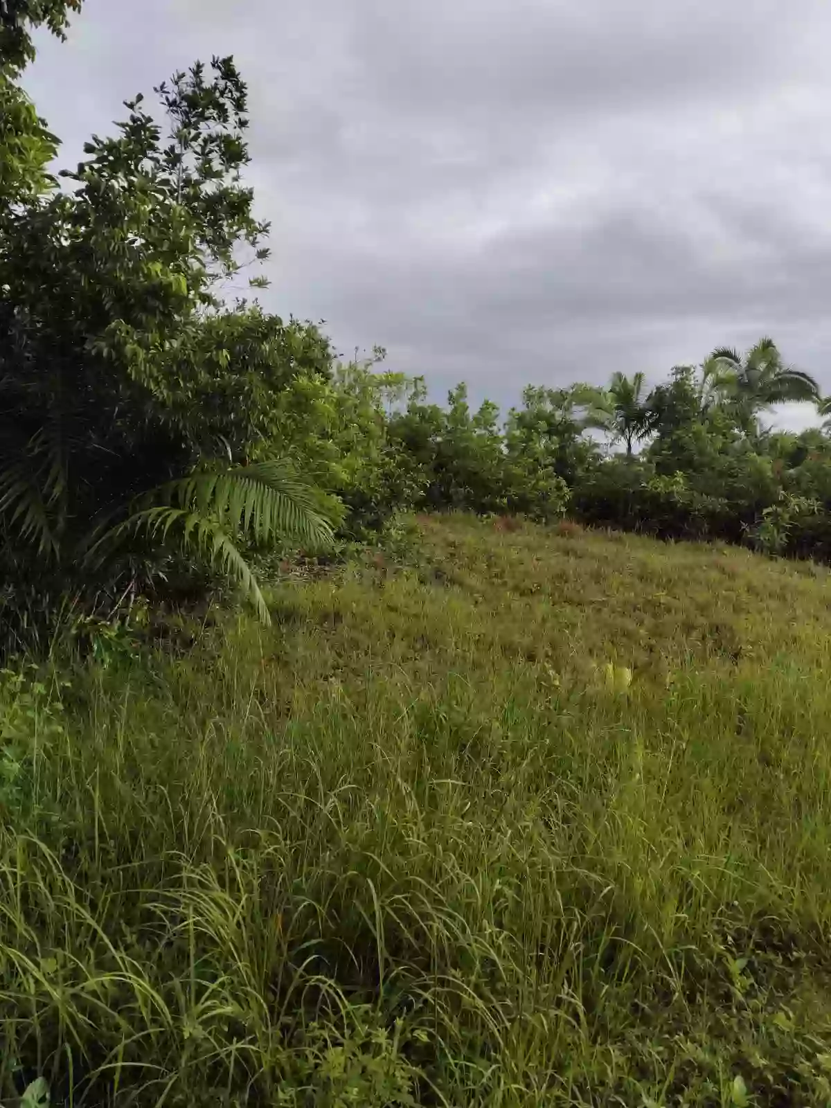 For Sale: Residential Lot in Santa Cruz, Baclayon — 2646 sqm — Residential Lot in Santa Cruz, Baclayon, Bohol — Photo 2