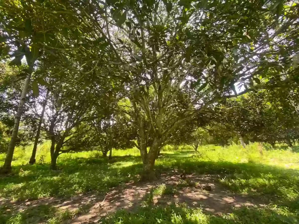 For Sale: Agricultural Lot in Carpenter Hill, Koronadal — 28681 sqm — Agricultural Lot in Koronadal, South Cotabato, 9506 — Photo 7