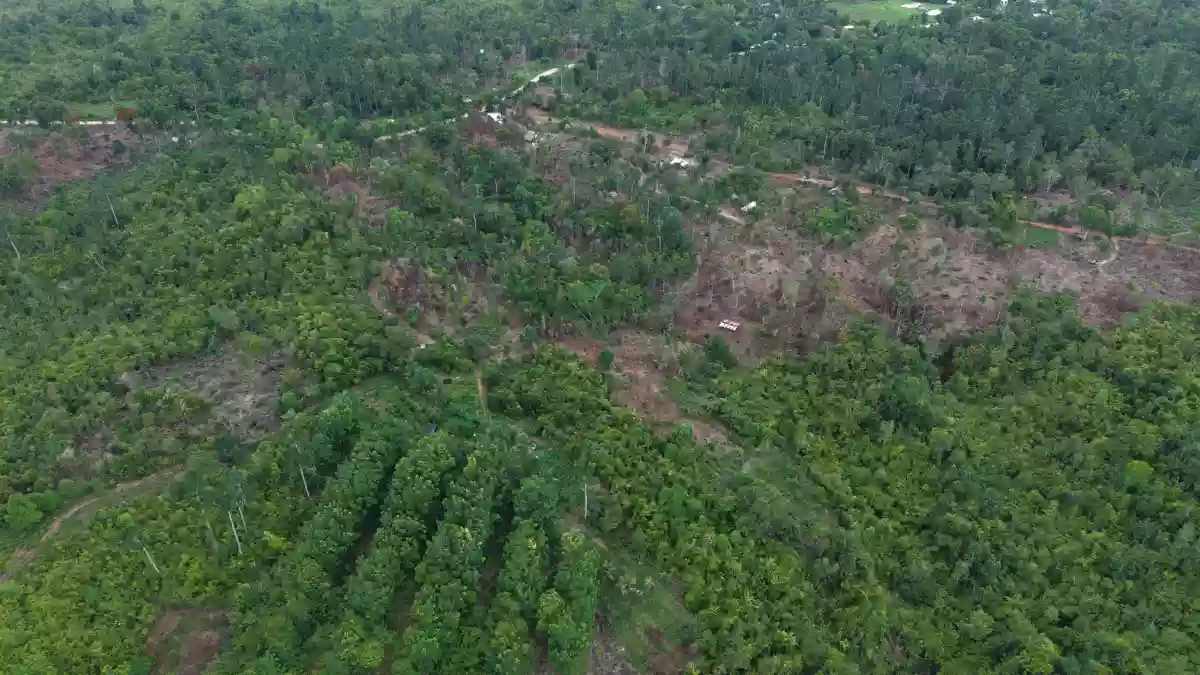 AGRICULTURAL LAND FOR SALE AT PUERTO PRINCESA CITY PALAWAN — Agricultural Lot in Puerto Princesa City, Palawan, 5300 — Photo 5