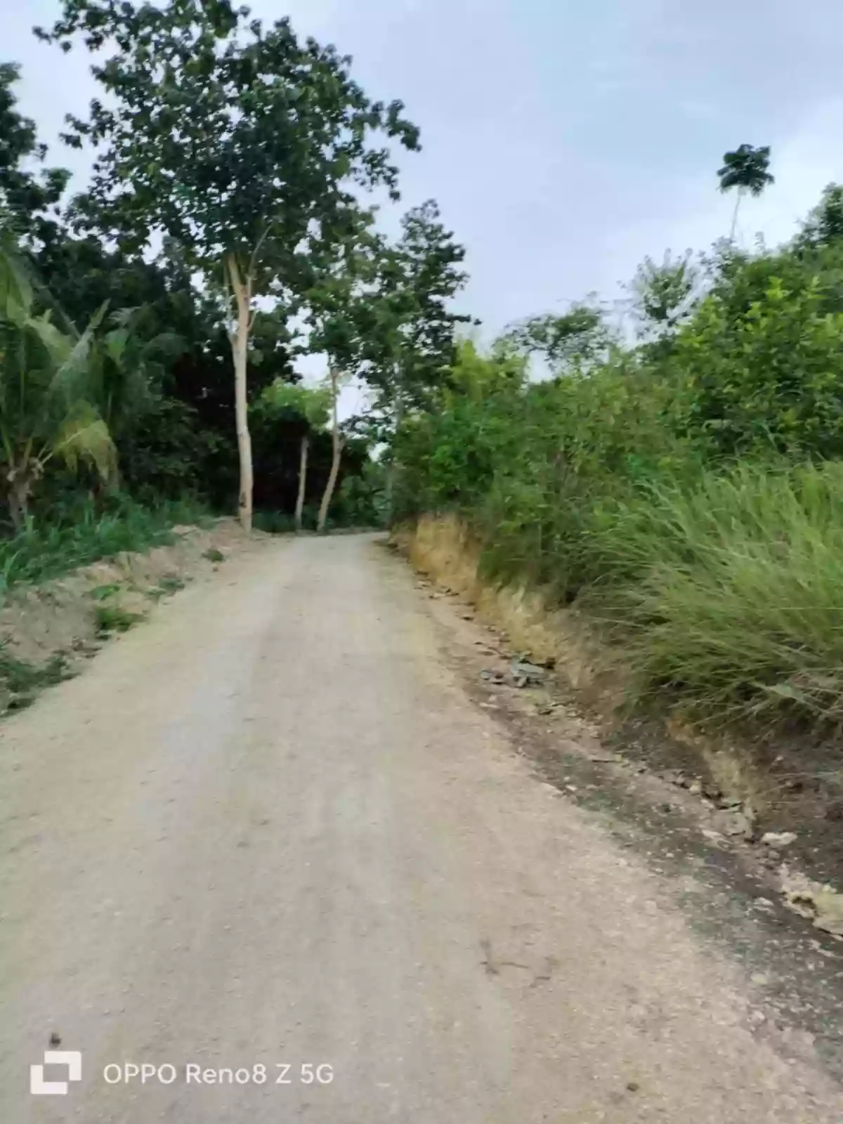 Lot For Sale in Liburon Carcar Cebu Visayas — Agricultural Lot in Carcar, Cebu, 6019 — Photo 2