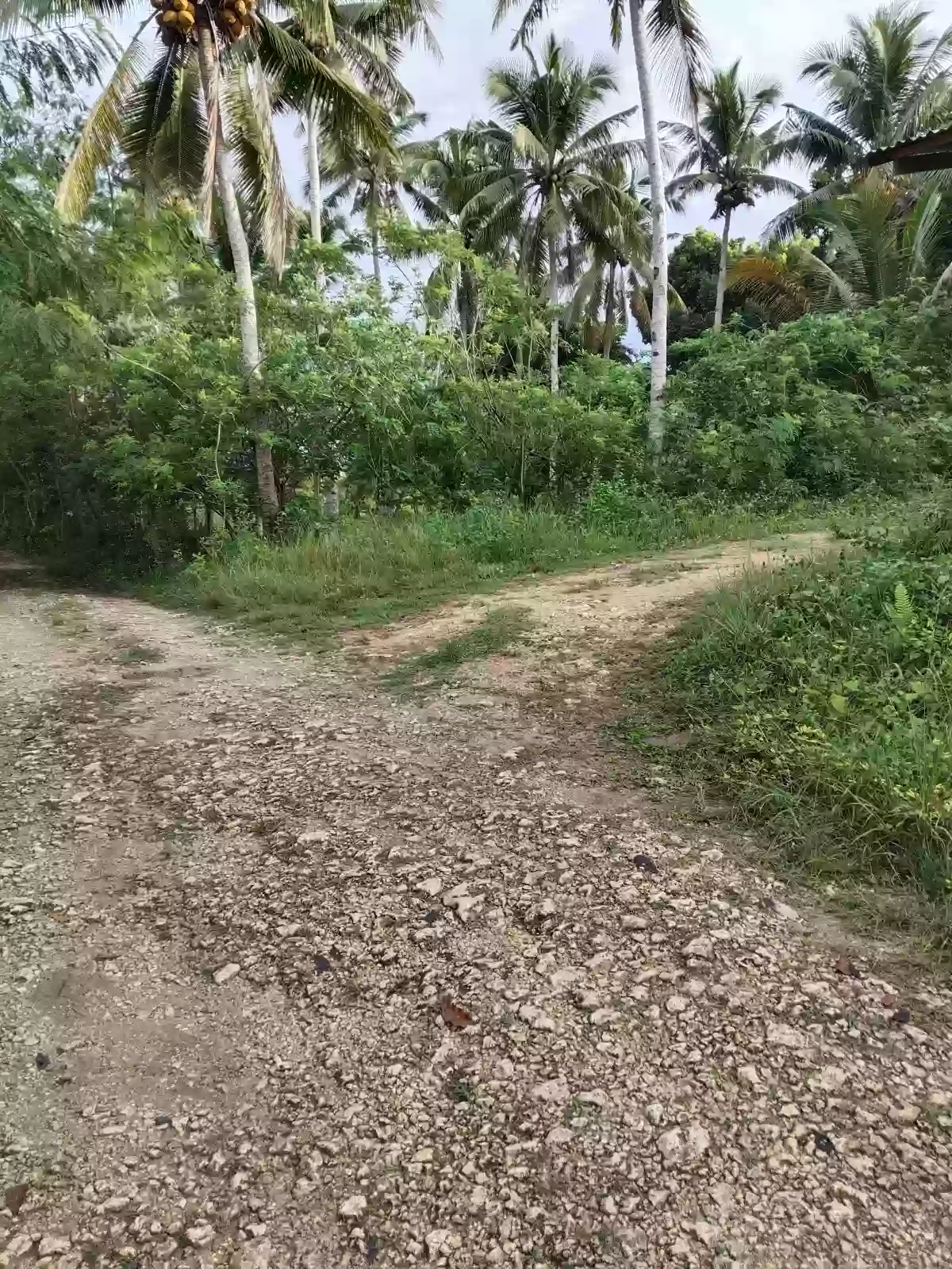 For Sale: Residential Lot in Santa Cruz, Baclayon — 2646 sqm — Residential Lot in Santa Cruz, Baclayon, Bohol — Photo 3