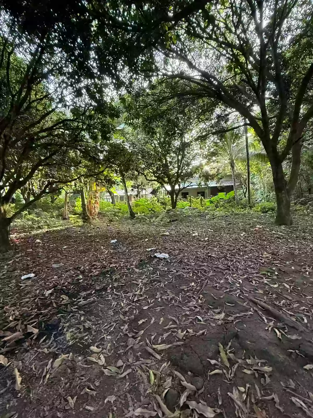 For Sale: Lot in Talay, Dumaguete City — 8,331 sqm — Agricultural Lot in Dumaguete City, Negros Oriental, 6200 — Photo 3