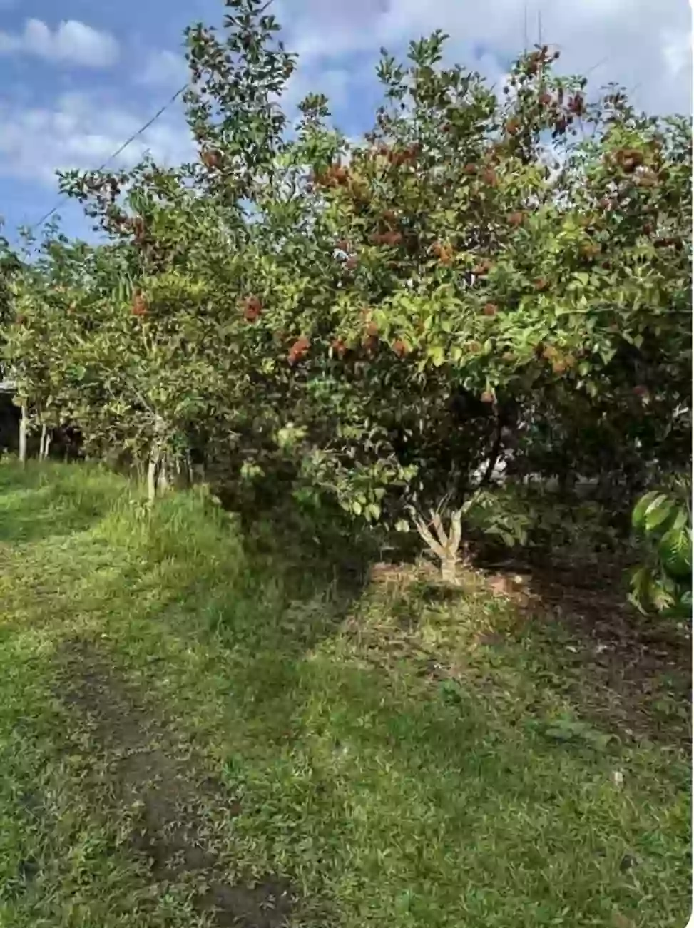 Lot in Silay City — 2427 sqm with existing small house structure — Residential Lot in Concepcion, Talisay, Negros Occidental — Photo 5