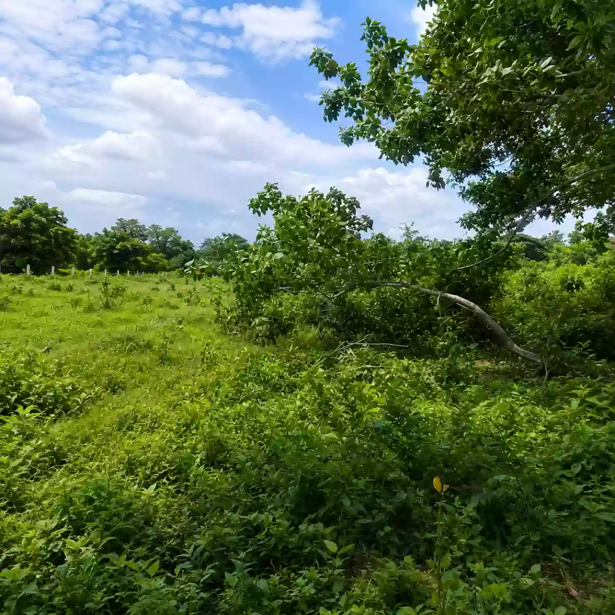 Rush Sale: 69,879 SQM INDUSTRIAL LAND BELOW ZONAL VALUE Strategically Located Along Crisanto M. De Los Reyes Avenue, General Trias, Cavite — Industrial Lot in Gen. Trias, Cavite, 4107 — Photo 5