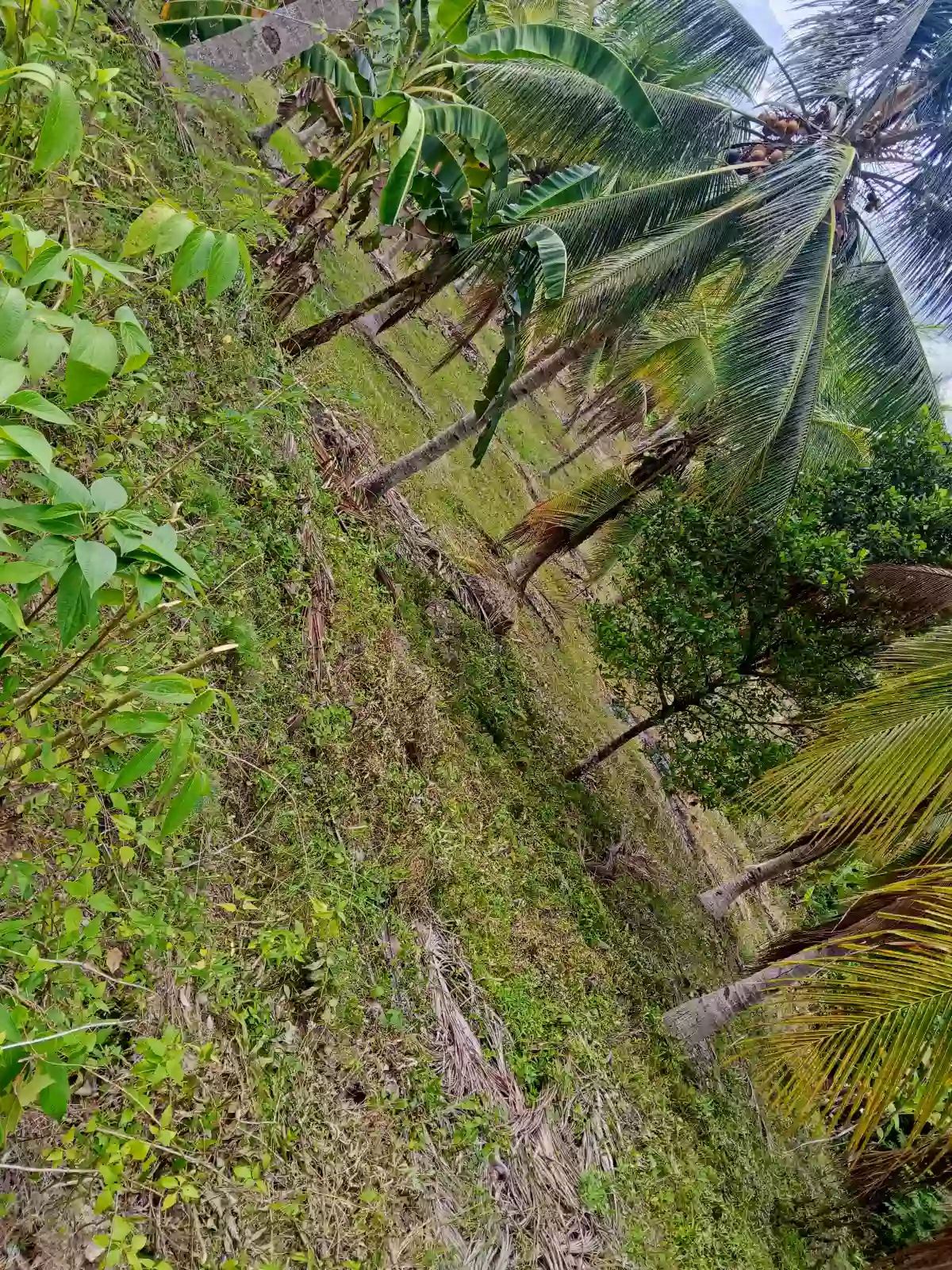 Farm lot for sale — Agricultural Lot in Alabel, Pag-Asa, Alabel — Photo 4