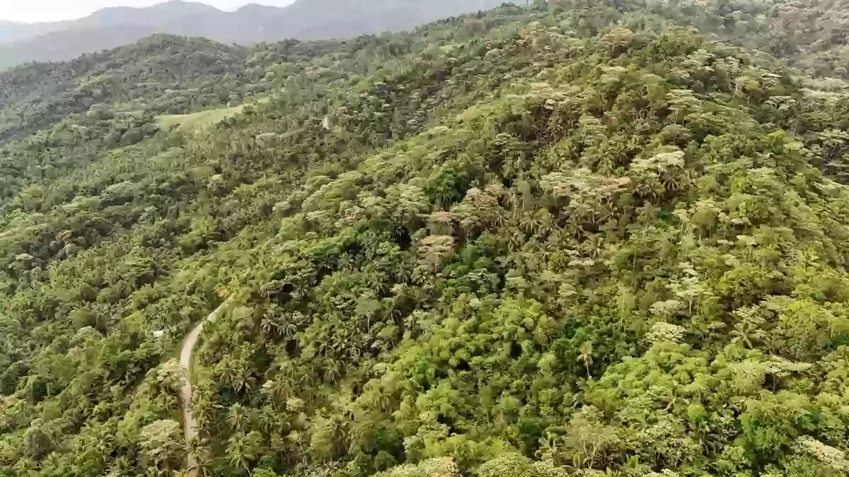 For Sale: Agricultural Lot in Bangayan, Kitcharao — 29997 sqm