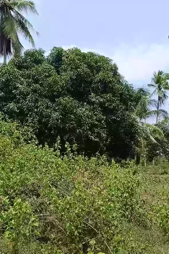 For Sale: Agricultural Lot in Pamuanon, Matiao, Mati City — 89,678 sqm — Agricultural Lot in Matiao, Mati, Davao Oriental — Photo 3