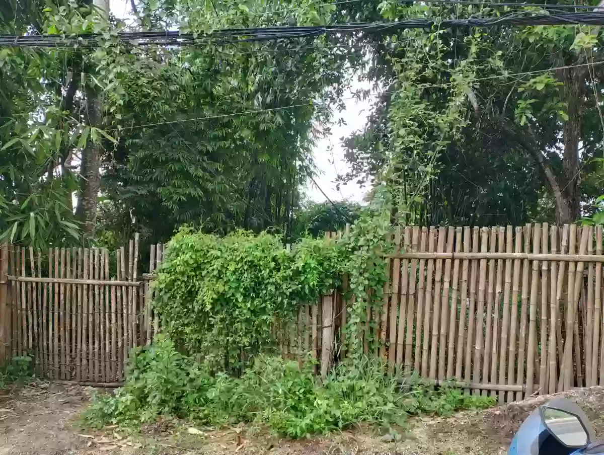 For Sale: 20000 sqm Agricultural Lot in Pagalungan, Polomolok — Agricultural Lot in Polomolok, South Cotabato, 9504 — Photo 4