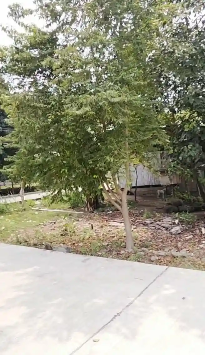 For Sale: Commercial Lot Near Dumaguete Public Fruit Market, Dumaguete City — 12684 sqm — Commercial Lot in Cantil-e, Dumaguete City, Negros Oriental — Photo 6