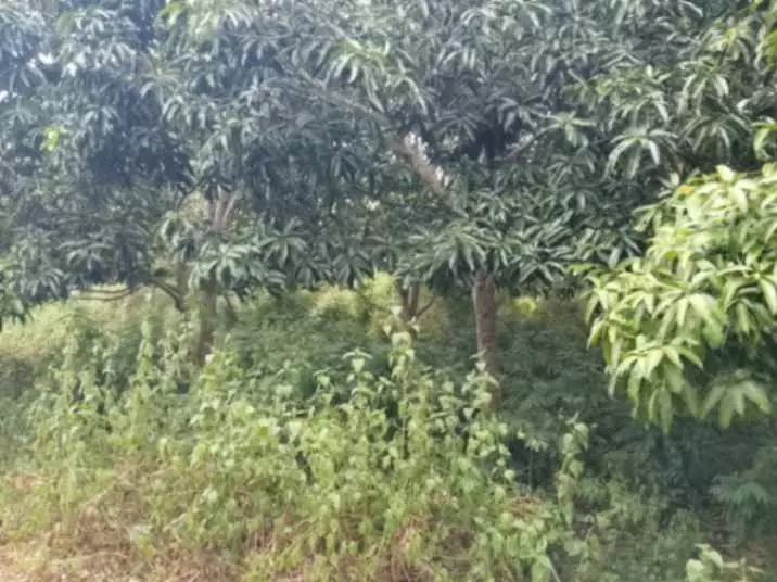 For Sale: 2844sqm Residential Lot in Diversion Road - photo 5