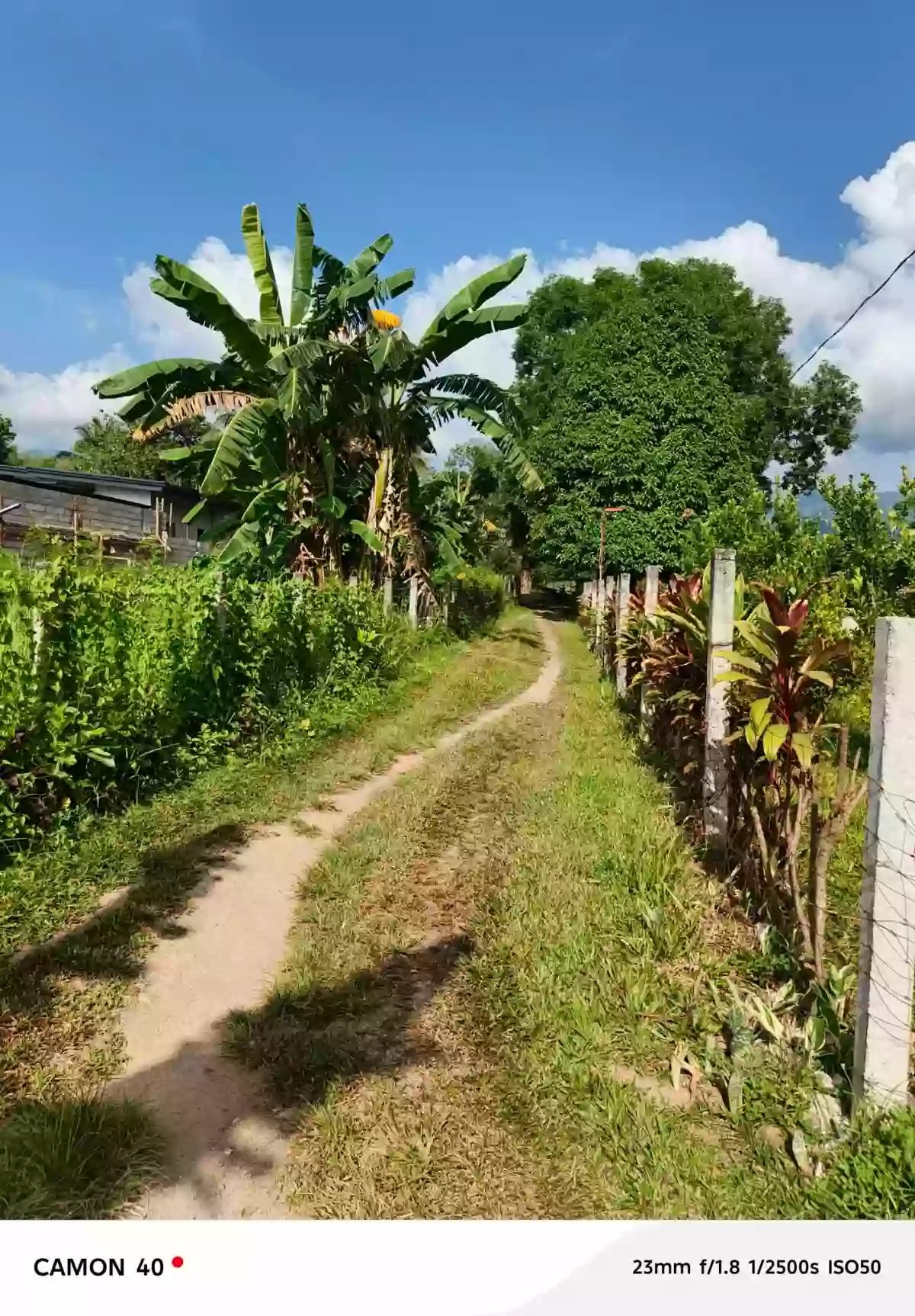 For Sale: Residential Lot in Camanjac, Dumaguete City — 1534 sqm — Residential Lot in Dumaguete City, Negros Oriental, 6200 — Photo 6