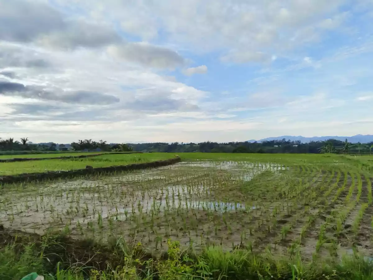 For Sale: Agricultural Lot in Imbatug (Pob.), Balungon, Bukidnon — Farming Parcel