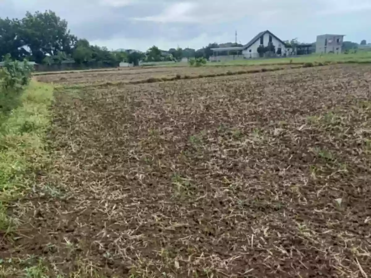 For Sale: Agricultural Lot in Bintog, Plaridel — 3000 sqm — Agricultural Lot in Plaridel, Bulacan, 3004 — Photo 3