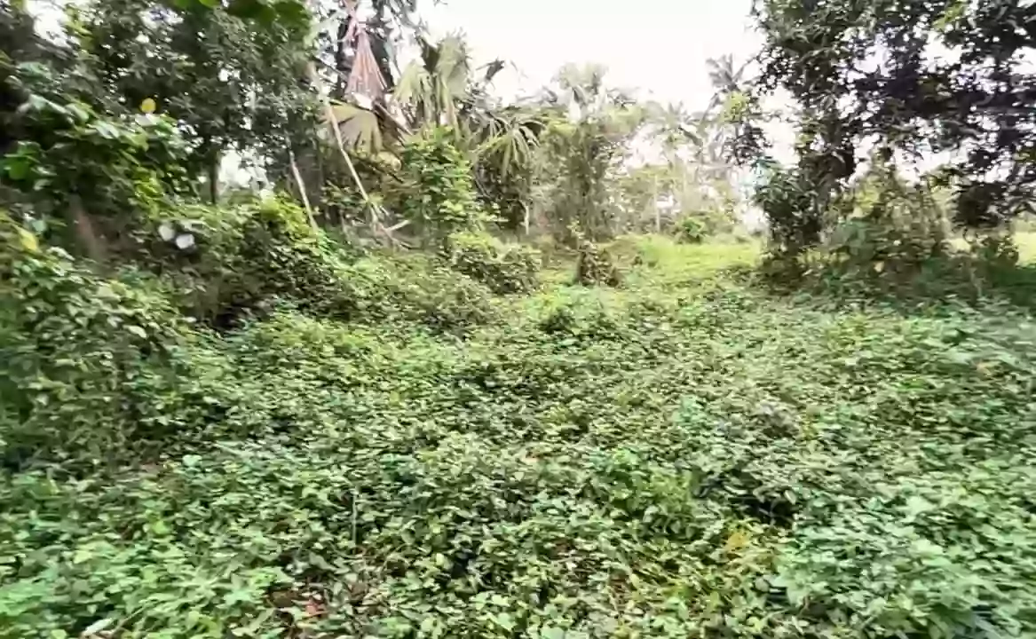 For Sale: Agricultural Lot in San Miguel II, Silang — 17589 sqm — Agricultural Lot in SITIO BANABA, San Miguel II, Silang — Photo 4