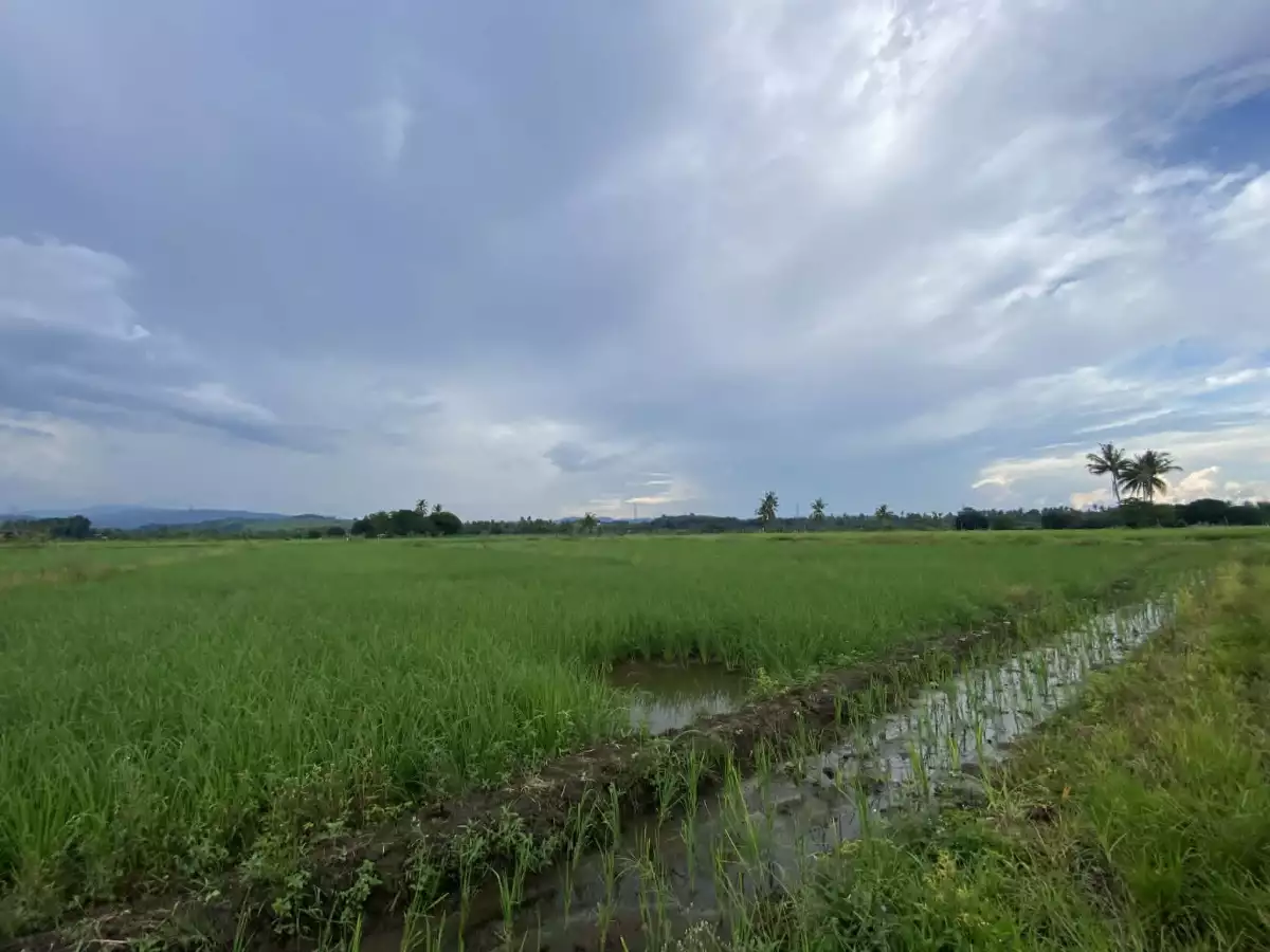 For Sale: Agricultural Lot in Calinan (Pob.), Davao City — 17000 sqm — Agricultural Lot in Calinan (Pob.), Davao City, Davao del Sur — Photo 7