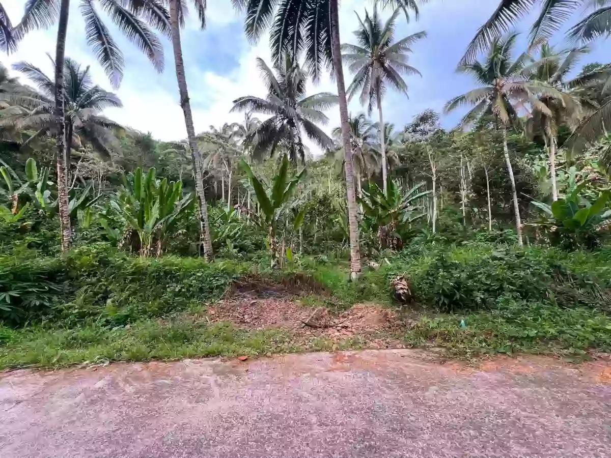 For Sale: Agricultural Lot in Bangayan, Kitcharao — 29997 sqm — Agricultural Lot in Kitcharao, Agusan del Norte, 8609 — Photo 3