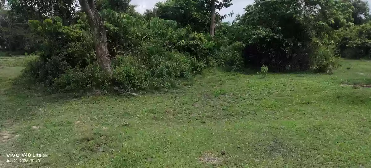 Rush Sale: 89,000 sqm Agricultural Lot in New Cuyo, Roxas, Palawan — Agricultural Lot in Roxas, Palawan, 5308 — Photo 6