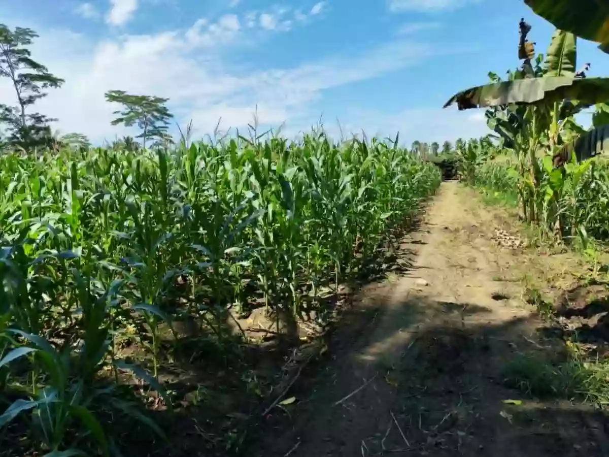 Farm Lot For Sale in Brgy. Cabcabon, Butuan City