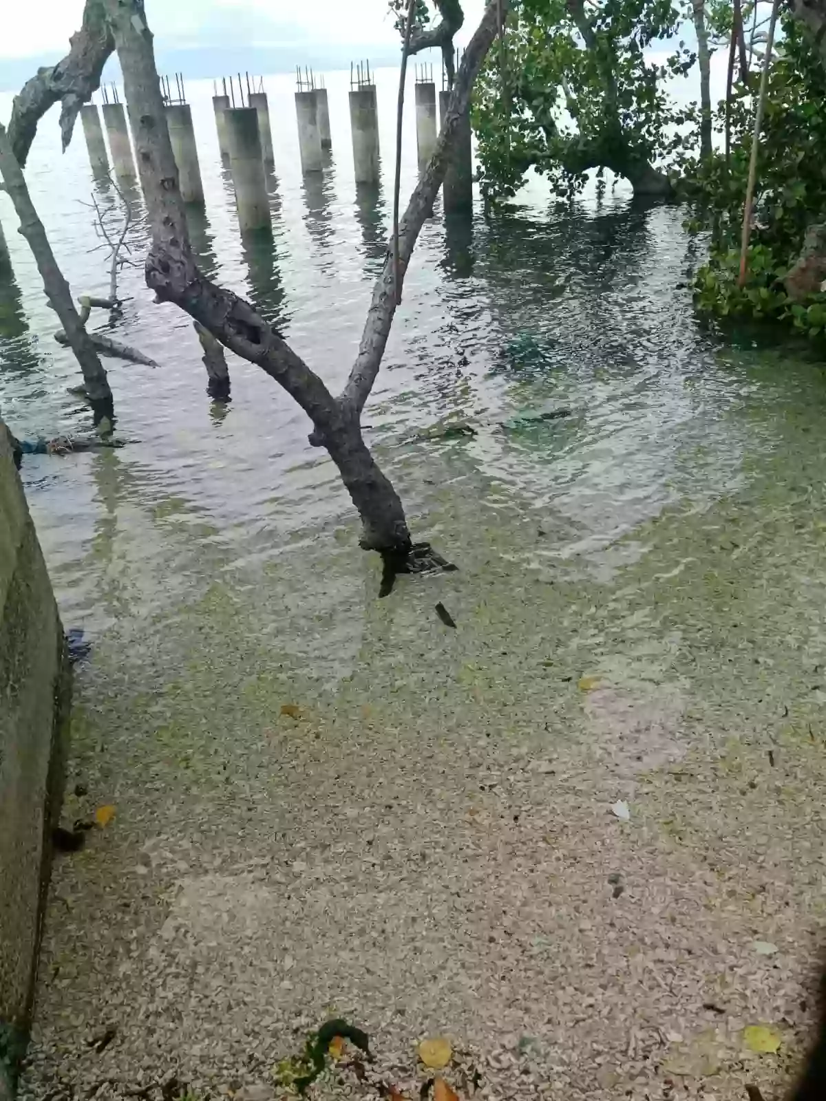 For Sale: Beach Resort in Alegria, Cebu — Beach Lot in Santa Filomena, Alegria, Cebu — Photo 6