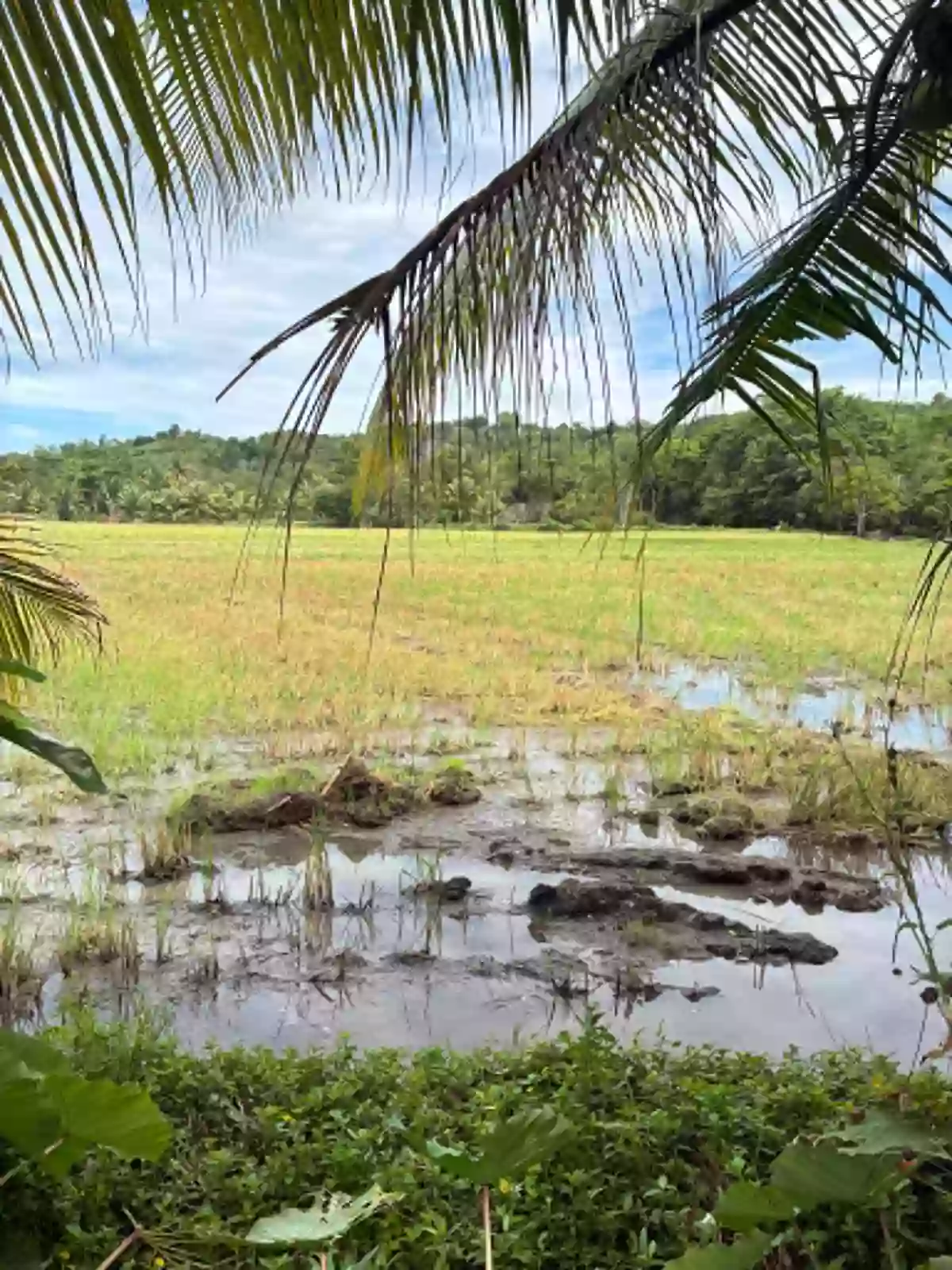 For Sale: Agricultural Lot in Tongantongan, Valencia, Bukidnon — 37000 sqm — Agricultural Lot in Valencia, Bukidnon, 8709 — Photo 4