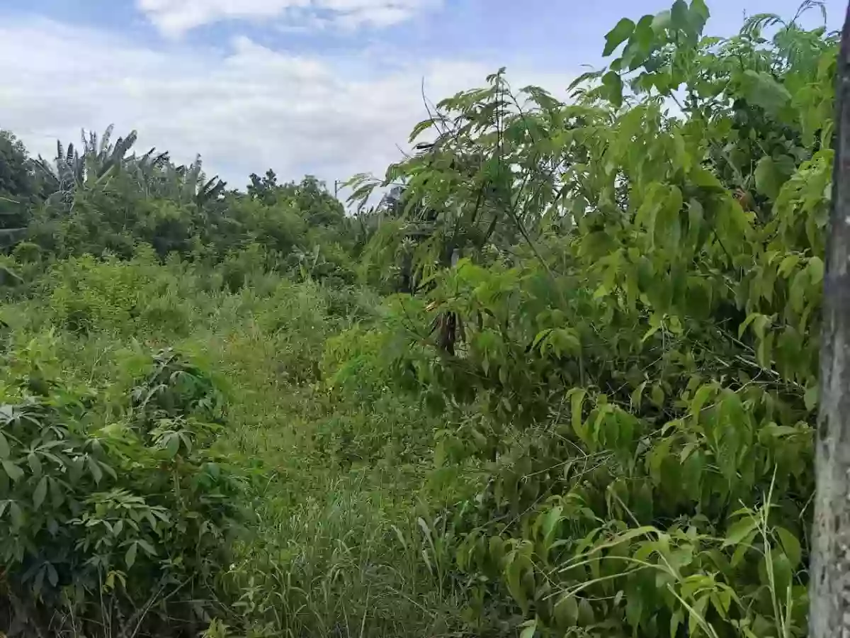 Lot for Sale near CCLEX Access Road — Residential Lot in Ibabao, Cordova, Cebu — Photo 4