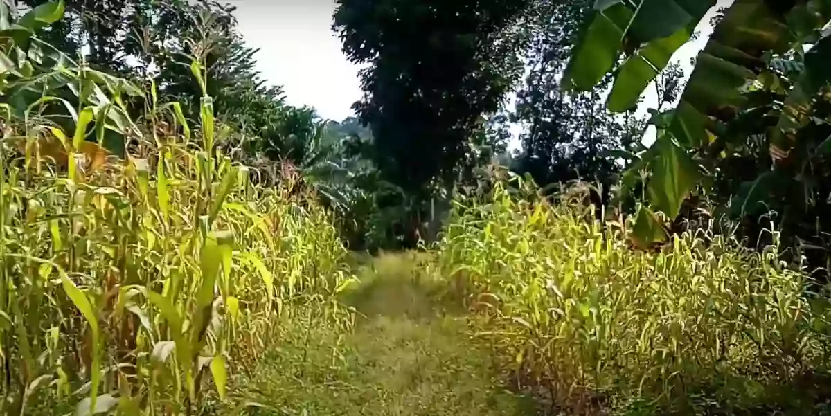 For Sale: Residential Lot in Luinab, Iligan City — 800 sqm — Residential Lot in Iligan City, Lanao del Norte, 9200 — Photo 2