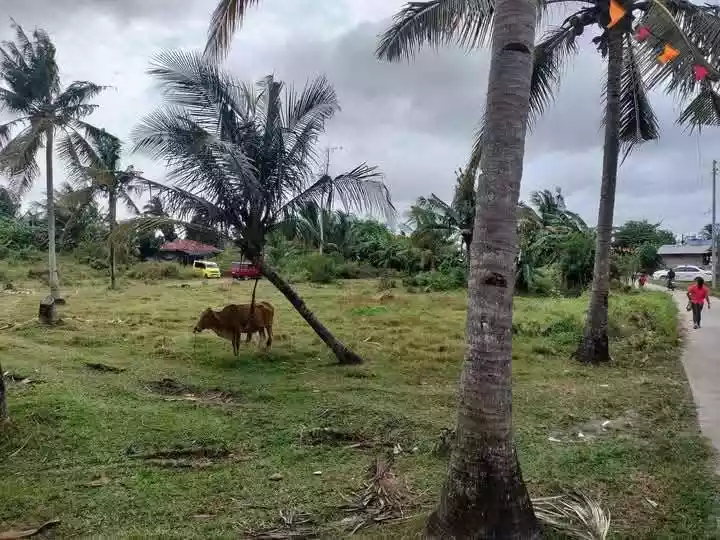 Agricultural Lot for Sale Near Tutay Elementary School, Pinamungahan — 10315 sqm — Agricultural Lot in Pinamungahan, Cebu, 6039 — Photo 3