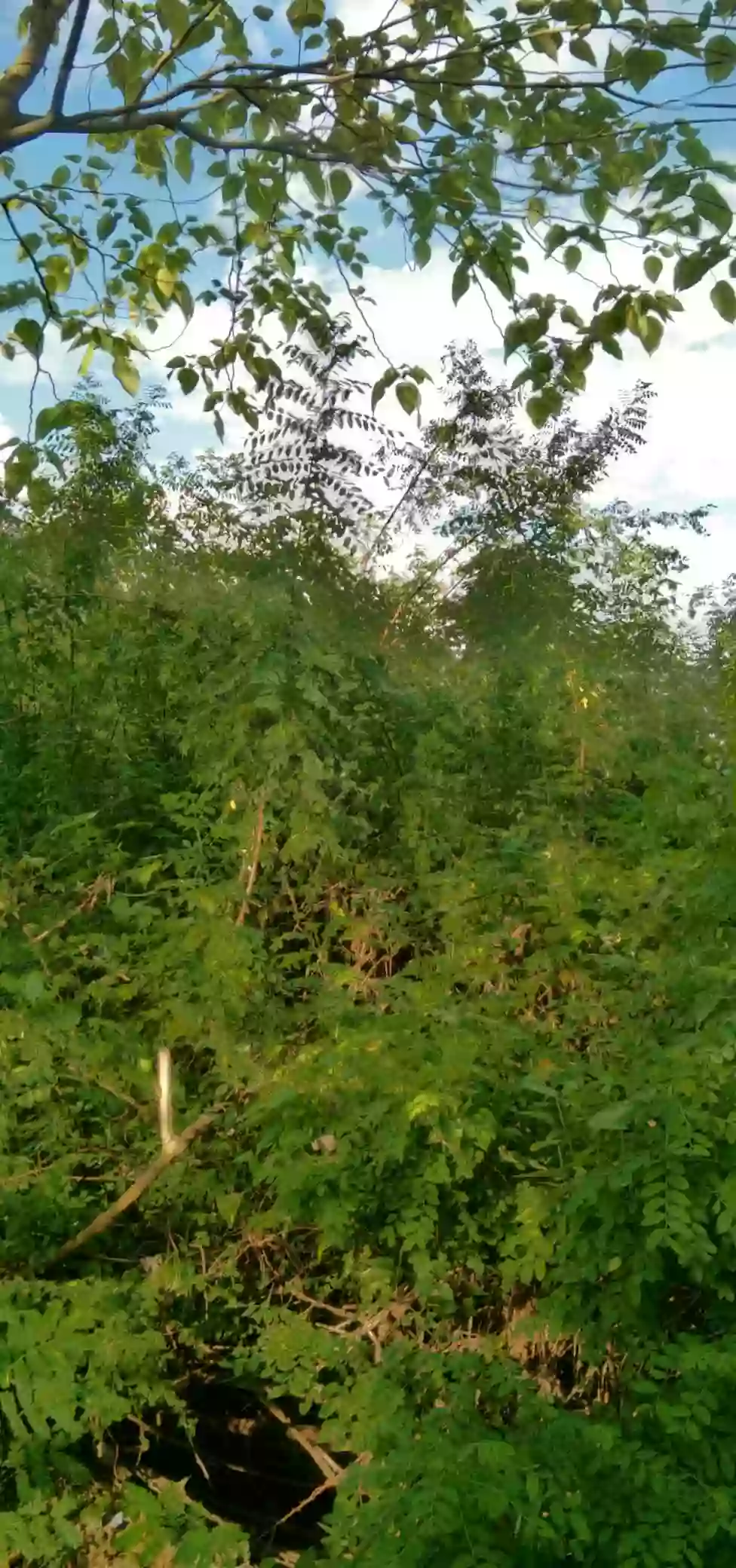 COMMERCIAL / RESIDENTIAL LOT — Commercial Lot in Butuan City, Agusan del Norte, 8600 — Photo 6