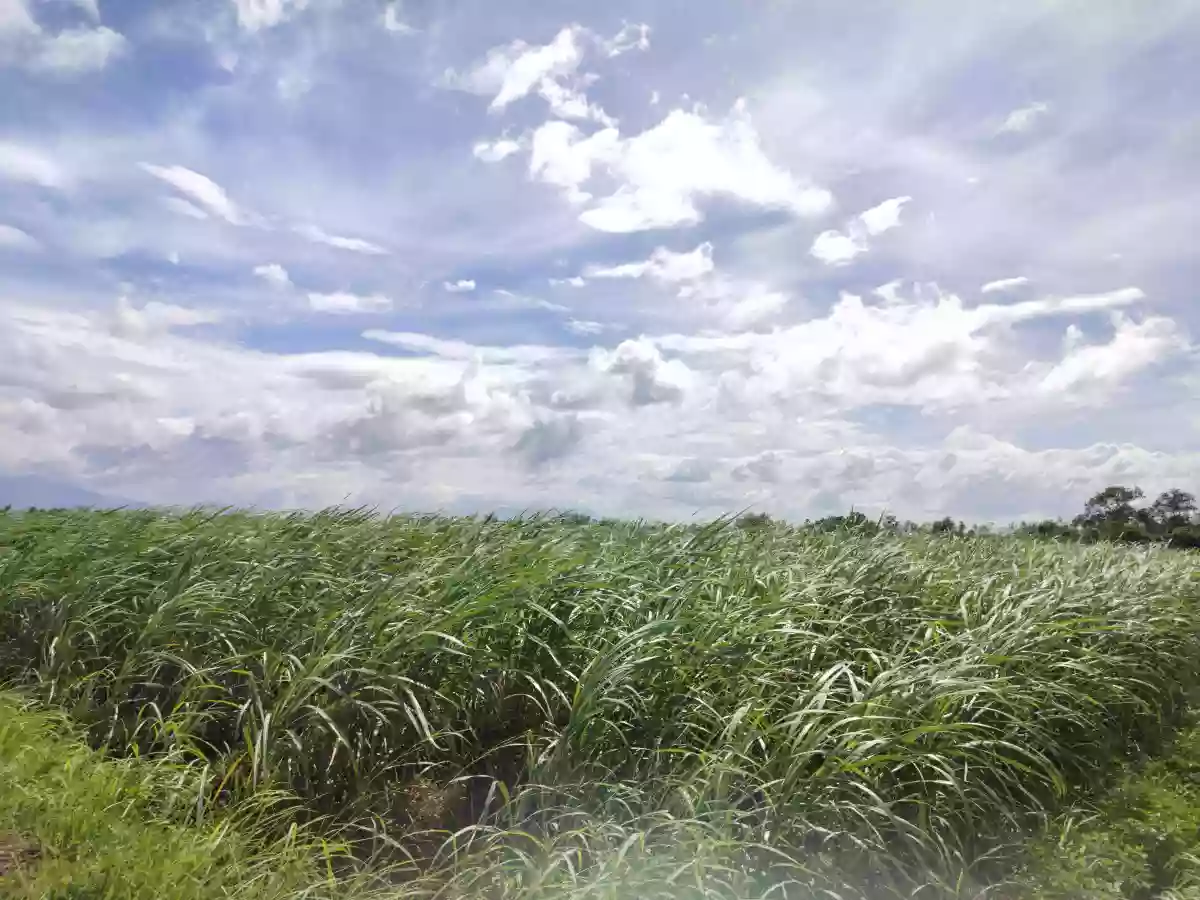 𝐀𝐆𝐑𝐈𝐂𝐔𝐋𝐓𝐔𝐑𝐀𝐋 𝐋𝐎𝐓 𝐅𝐎𝐑 𝐒𝐀𝐋𝐄 - 𝟏𝟓 𝐇𝐄𝐂𝐓𝐀𝐑𝐄𝐒!! — Agricultural Lot in Rizal, Silay City, Negros Occidental — Photo 4