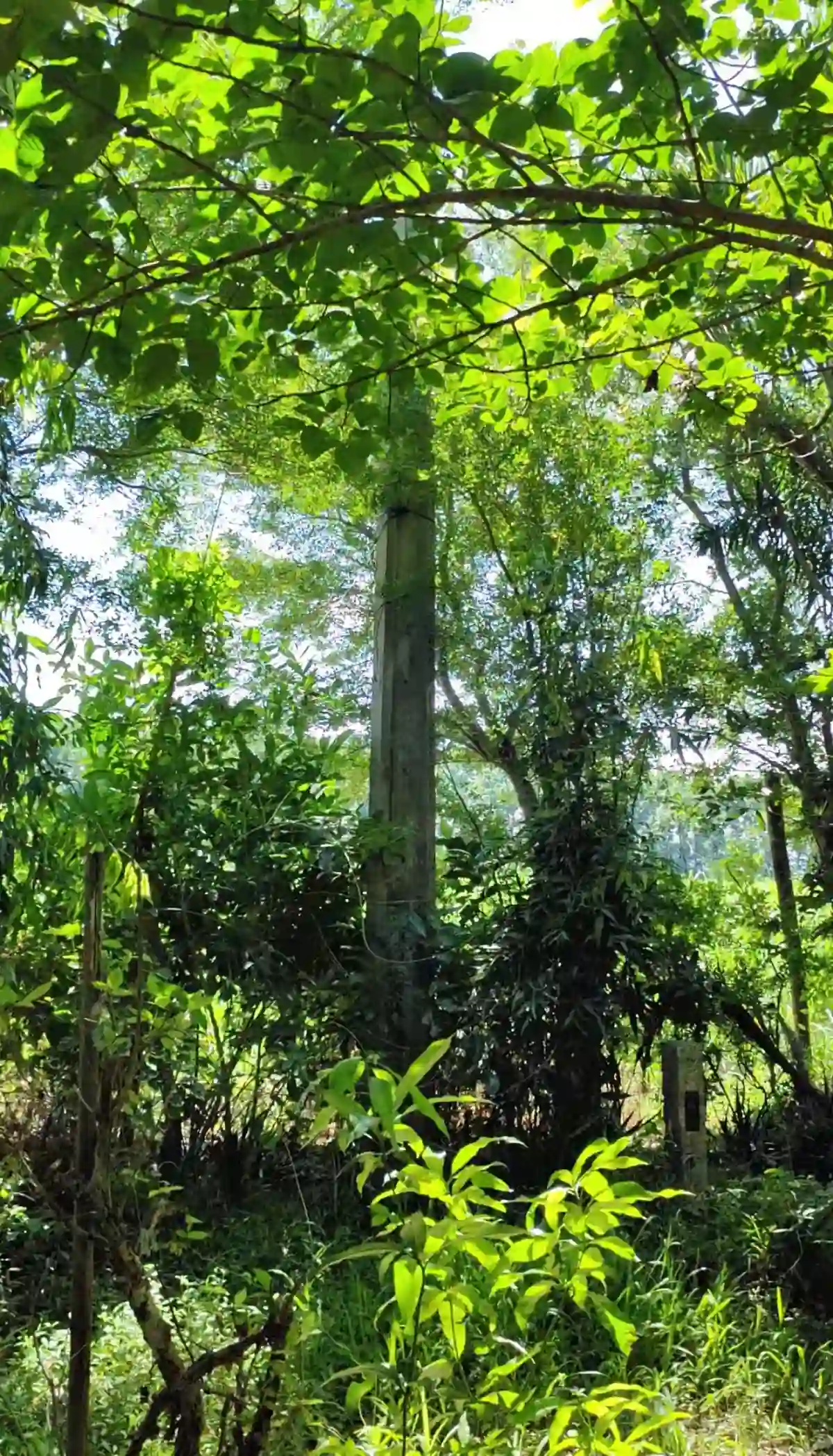 Open photo 8 of 13 — For Sale: Agricultural Lot in Eustaquio Lopez, Silay City — 34240 sqm