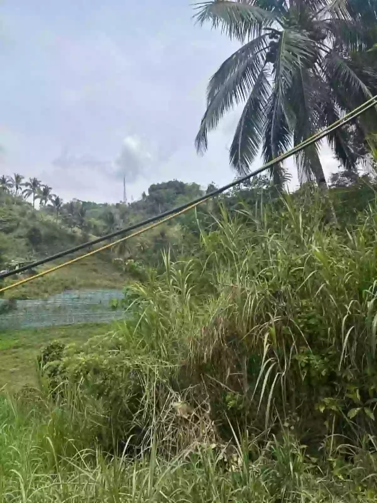 Babag Agricultural Lot for Sale in Cebu City — Investment Land — Agricultural Lot in babag Cebu City, Babag, Cebu City — Photo 5