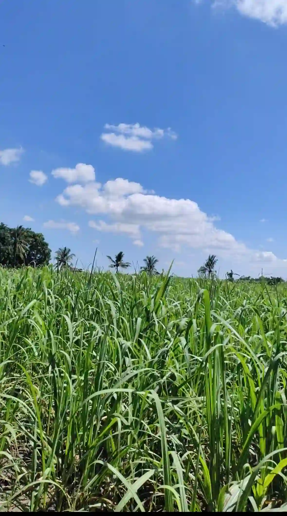 For Sale: Agricultural Lot in Eustaquio Lopez, Silay City — 34240 sqm