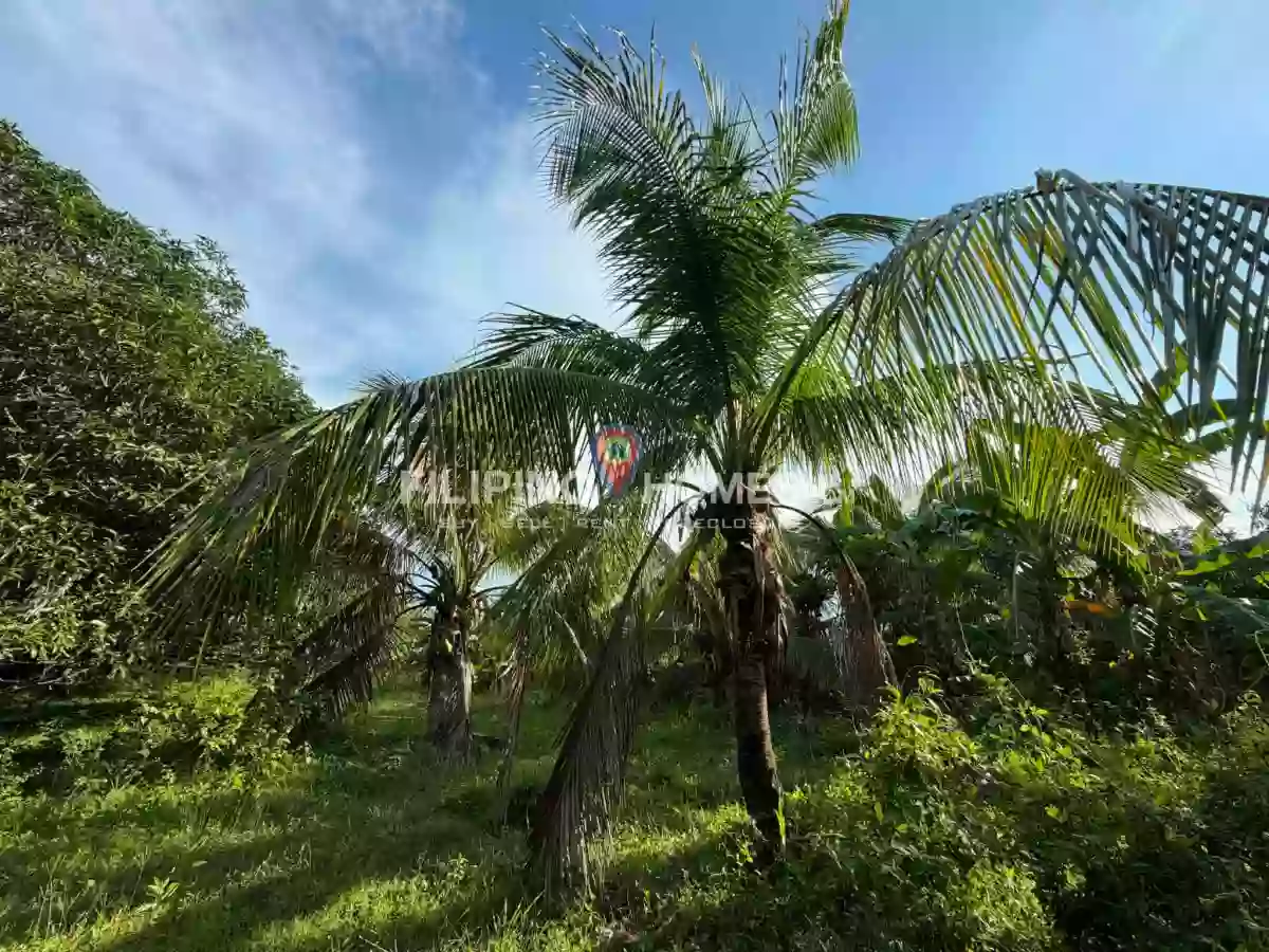 For Sale  Farm Lot — Agricultural Lot in Midsayap, Cotabato, 9410 — Photo 3