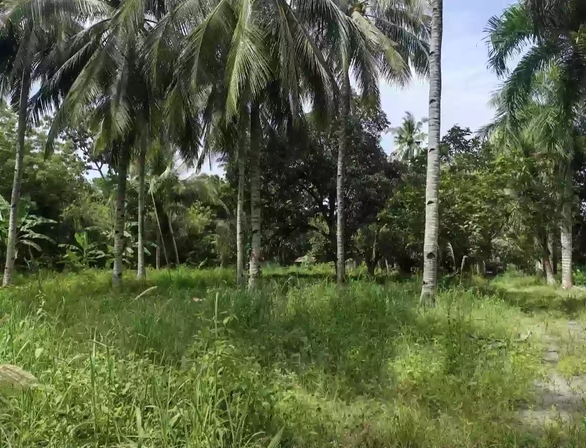 For Sale: Commercial Lot in Katangawan, Gen. Santos City 32000 sqm — Commercial Lot in Gen. Santos City, South Cotabato, 9500 — Photo 6