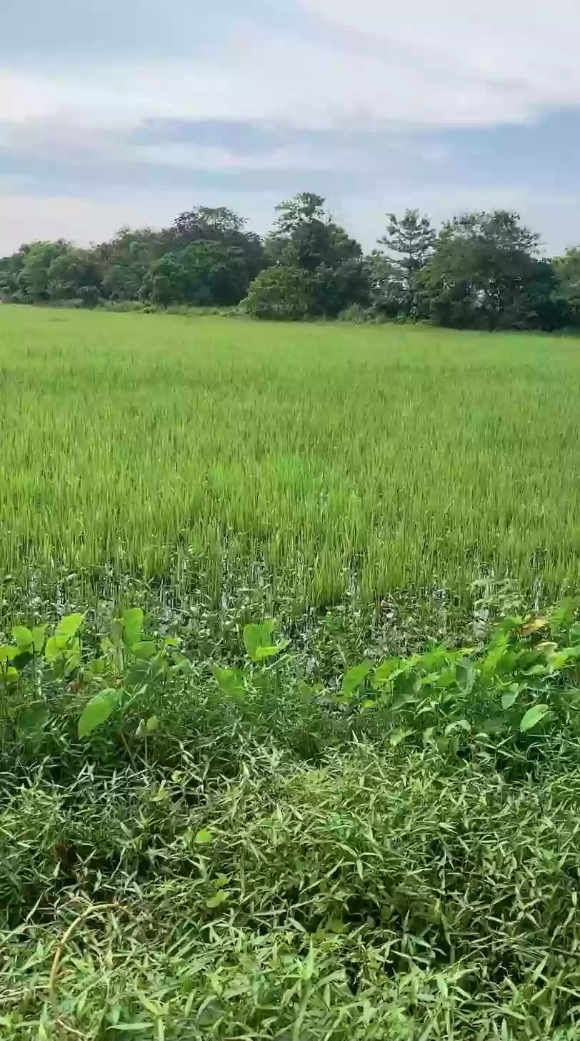 3.9 hectares Commercial Lot Available For Sale in Bypass Road Plaridel, Bulacan — Commercial Lot in Plaridel, Bulacan, 3004 — Photo 3