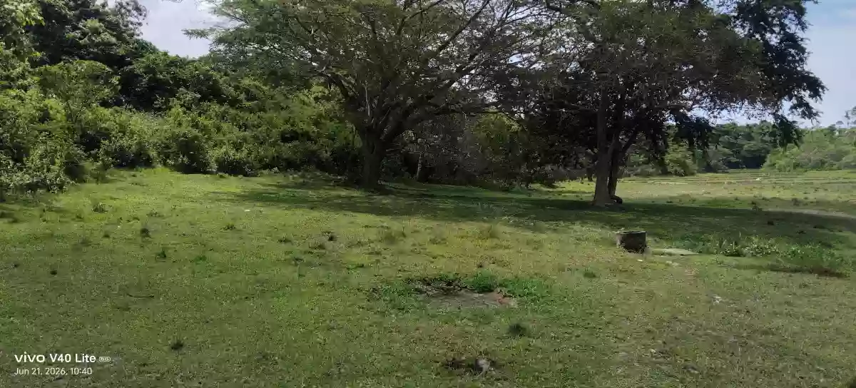 Rush Sale: 89,000 sqm Agricultural Lot in New Cuyo, Roxas, Palawan