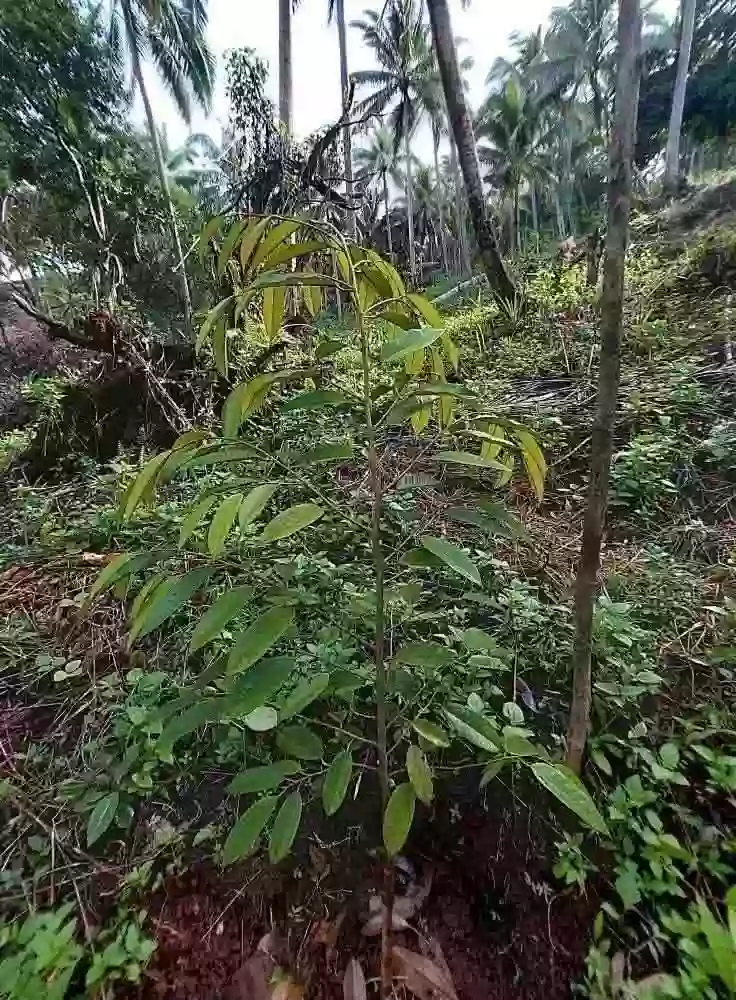 For Sale: Agricultural Lot in Bangayan, Kitcharao — 27000 sqm — Agricultural Lot in Kitcharao, Agusan del Norte, 8609 — Photo 4