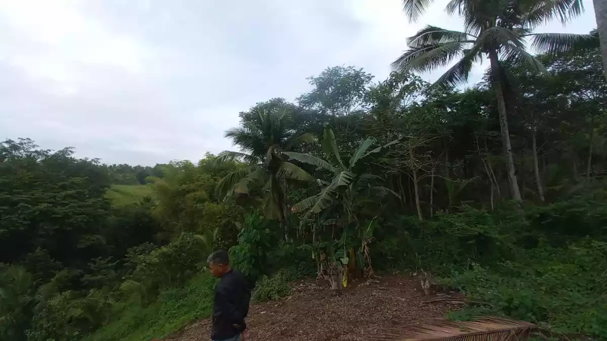 For Sale: 30000 sqm Agricultural Lot in Sinawal, General Santos City with Falcata Trees — Agricultural Lot in General Santos City, South Cotabato, 9500 — Photo 4