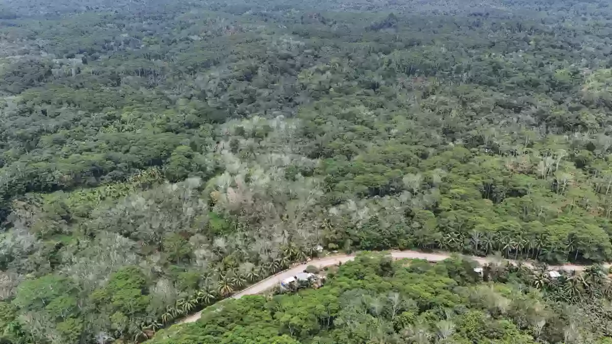 For Sale: Agricultural Lot in Katipunan, Bayugan City — 20172 sqm — Agricultural Lot in Bayugan City, Agusan del Sur, 8502 — Photo 4