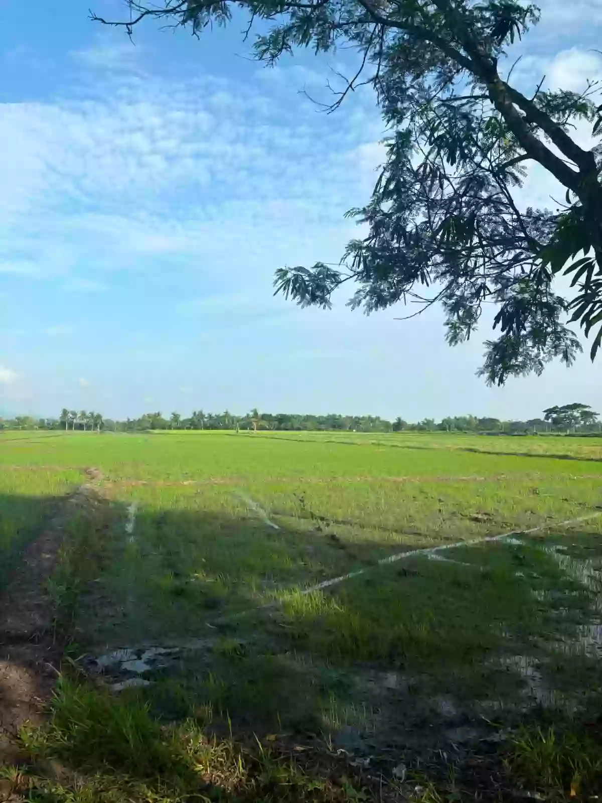 For Sale: Agricultural Lot in Binobong, Pili — 11622 sqm