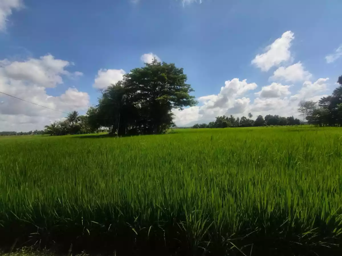 For Sale Agricultural Lot in Patindeguen, Midsayap — 5000 sqm — Agricultural Lot in Patindeguen, Midsayap, Cotabato — Photo 4