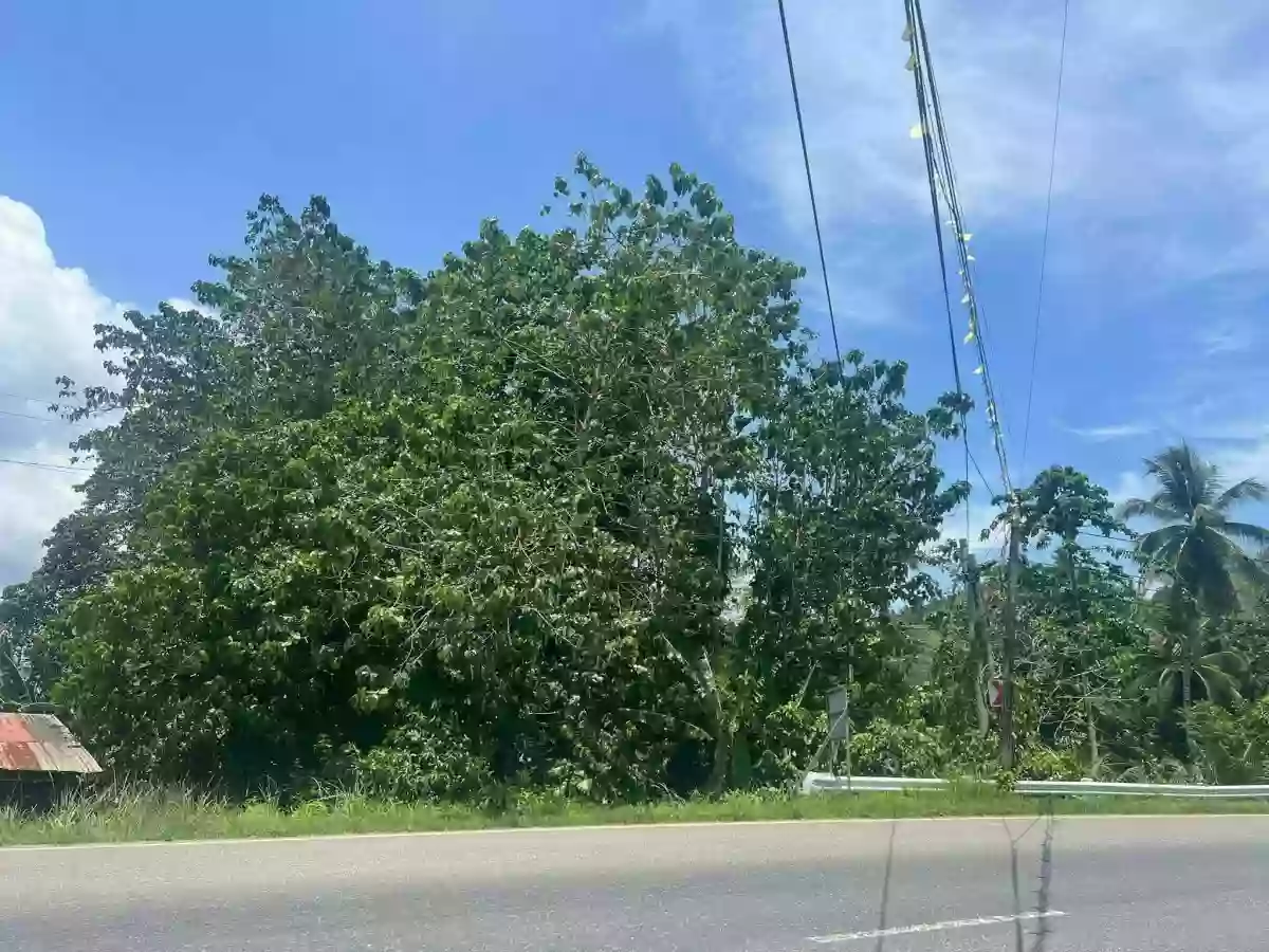 For Sale: Commercial Lot in Crossing, Kitcharao — 640 sqm — Commercial Lot in Kitcharao, Agusan del Norte, 8609 — Photo 5