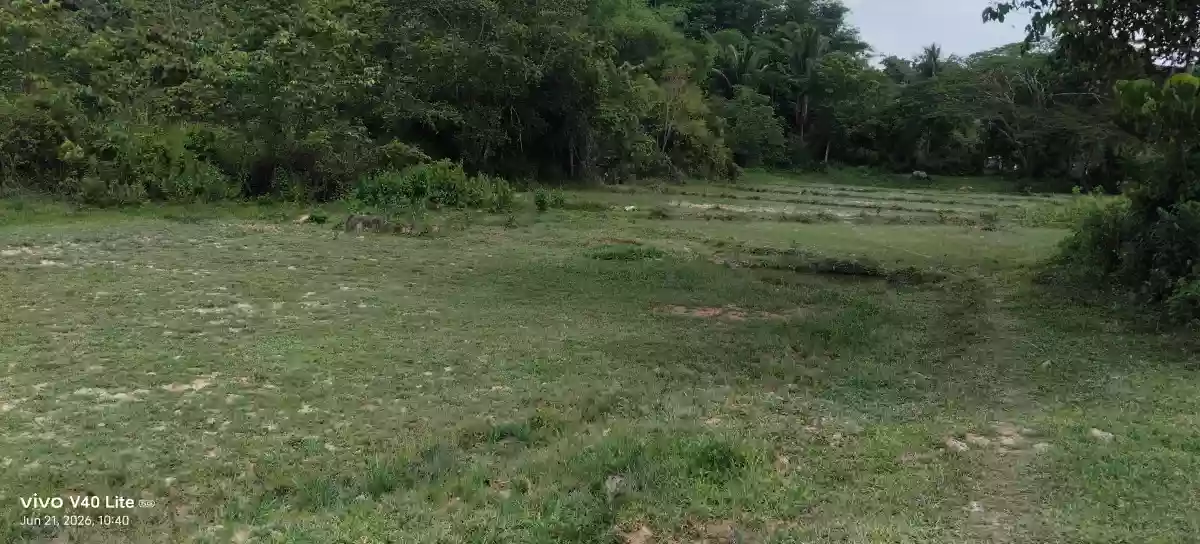 Rush Sale: 89,000 sqm Agricultural Lot in New Cuyo, Roxas, Palawan — Agricultural Lot in Roxas, Palawan, 5308 — Photo 5