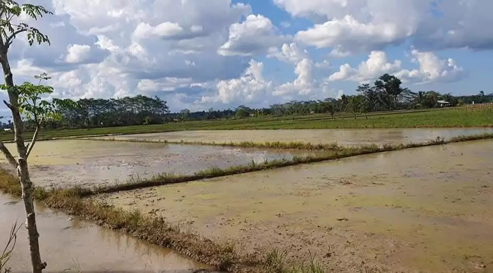For Sale: 10-hectare Rice Land in Trento, Agusan del Sur — Agricultural Lot in Trento, Agusan del Sur, 8505 — Photo 3